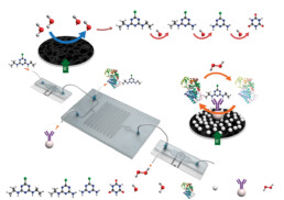 Biosensors and Bioelectronics, 67, 2015